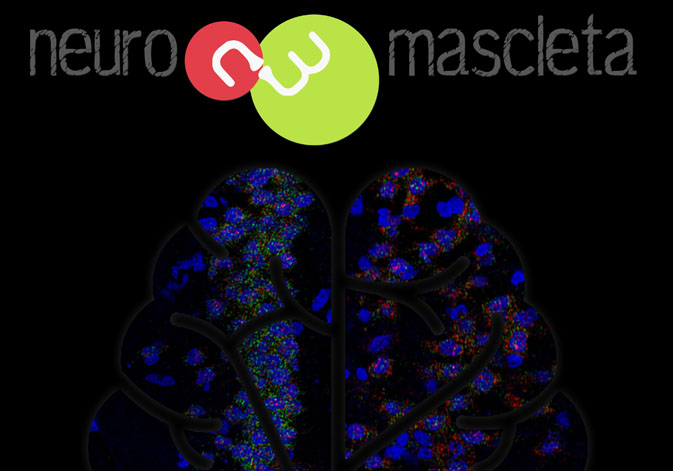 Reproducción del cerebro, por Yolanda Campos, estudiante predoctoral de la Universitat de València.